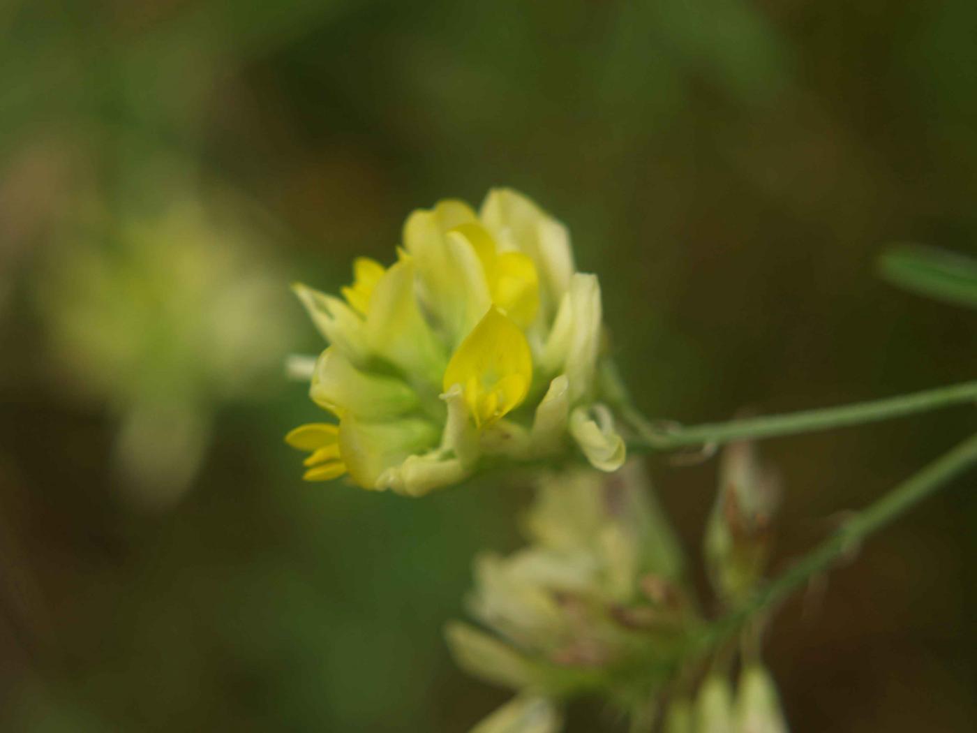 Medick, Sickle flower